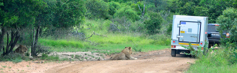 Melanie Heinrich - travel images - Lion Sands Private game reserver Hazyview